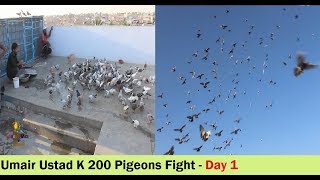 Ustad Umair K 200 Gola Kabootar Ki Lariyan In Korangi - Part 1