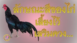 เลี้ยงไก่แบบไหนให้ถูกโฉลกกับตัวเอง...