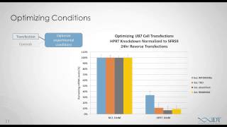 Planning and Executing In Vitro siRNA Experiments