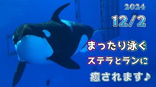 【シャチ】見てて癒される、水中でまったり泳ぐステラとラン【須磨シーワールド2024年12月2日オルカスタジアム】