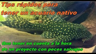 Tips básicos para arrancar un proyecto de peces nativos.