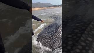 చాల పెద్ద తిమింగళం చనిపోయింది😞😔|| whale  shark🦈 #trending #viralvideo #seafood