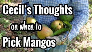 Cecil's Thoughts on the Picking Mangos at the Right Time