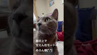 【ロシアンブルー】甘えん坊になった時のめろんの様子です【猫】#shorts