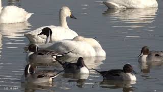 【4K】飛び立つ白鳥たち・千葉県印西市本埜・白鳥の郷（1）（2021年2月7日）