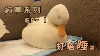 ﹝豆唬\u0026奶鬧 | 柯爾鴨﹞純享系列EP1-打瞌睡篇 一直度咕的豆唬~~