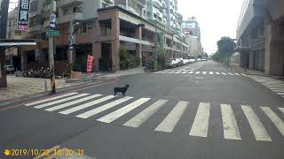 [行車紀錄]狗狗過馬路