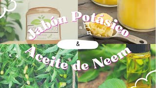 Jabon potasico y aceite de neem | Que son y Como Usarlo