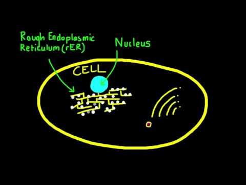 How do vesicles transport materials within a cell?