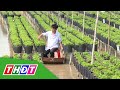 Nông dân Làng hoa Sa Đéc hợp tác ra mắt nhiều giống hoa mới | THDT