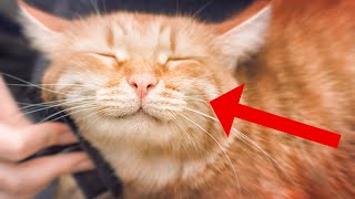 14 Subtle Ways Cats Show They Love You (#3 Is Surprising)
