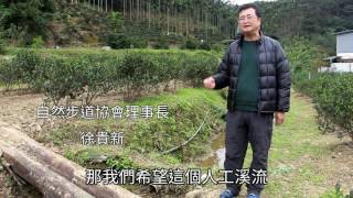 三峽培育「火金姑茶」 點亮小暗坑生態