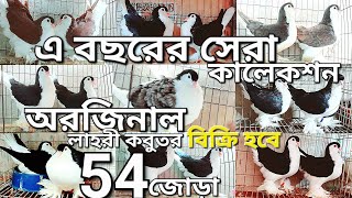 এ বছরের সেরা লাহরী সিরাজি কবুতর কালেশন | ৫৪ জোড়া লাহরী সিরাজি কবুতর বিক্রি হবে | 8-10-2024