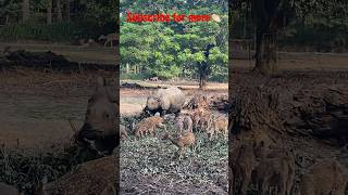 One horn Rhino with deer|| Pride of Assam #nature #animal #wildlife #rhino #wildlife