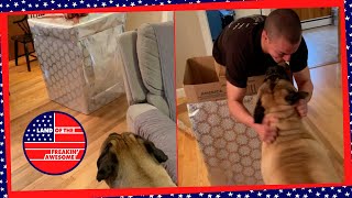 Soldier Surprises 170lb Dog In Gift-Wrapped Box