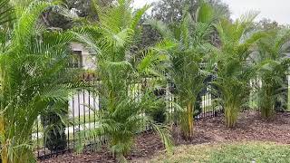 Areca Palm Privacy Screen/The Tree Planters/ Big Trees and Palms Planted and Guaranteed/50 Years