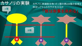 【生物基礎　核の働き　細胞分画法　共生説】