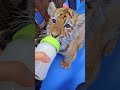 🐯🐯🐯drinking milk kitten foryou fpy cute tiger tigercub zoo adorable