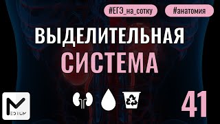 Выделительная система / ЕГЭ по биологии