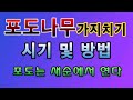 [텃밭농부.899]  포도나무 가지치기 시기와 방법 설명. #포도재배 #포도가지치기