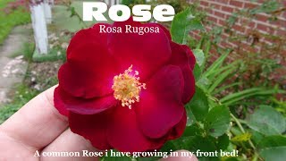 ⟹ ROSE | ROSA RUGOSA | These are the roses growing in the front yard bed