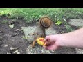 handfeeding a squirrel