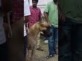 ഇന്ത്യയിലെ ഏറ്റവും വലിയ dog show🔥 shorts trendingonshorts minivlog dogshow thrissur cutedogs