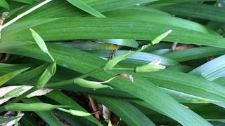 藥用植物 蝴蝶花(日本鳶尾)植株特徵 Iris japonica