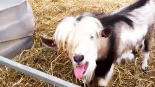 Funny Goats 2020 🐐  Cute Goats - NEW VIDEO! [Funny Pets]