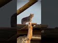 Mufasa in real life ,The lion king cats edition #trend #amapiano #viralvideo Funny