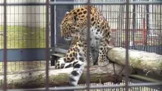 2015年4月5日　旭山動物園　アムールヒョウ　２歳のメス