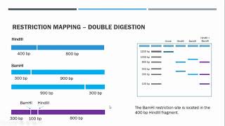 Restriction Mapping