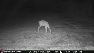 06 26 24  914 02pm Deer eating in the back field. #deer #wildlife #whitetaildeer