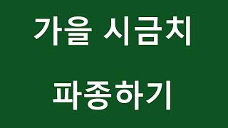 [텃밭농부. 378]  가을시금치.시금치재배.시금치.9월파종.파종.