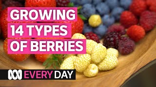Connie grows more than a dozen types of berries in pots 🍒🍓 | Everyday | ABC Aust