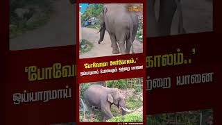 ‘போவோமா ஊர்கோலம்  ’   ஒய்யாரமாய் உலாவரும் ஒற்றை யானை | Elephant | Theni | Shorts