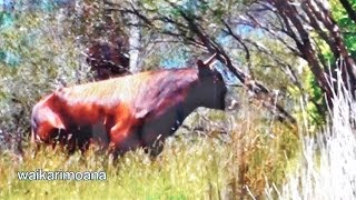 #waikarimoana Hunting wild bull with bow and arrow in New Zealand.