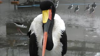 クラハシコウ　モロちゃん　水辺でたたずむ　【掛川花鳥園】Saddle-billed stork Moro-chan Kakegawa Garden