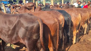 আজ ২৭ ডিসেম্বর ২৪ | খামার উপযোগী শাহিওয়াল ষাঁড় গরুর দাম জানুন | আমবাড়ি হাট