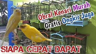 Obral kenari termurah 2022 Klaten