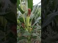 jagung potensi bertongkol 2 dengan jarak yang tepat