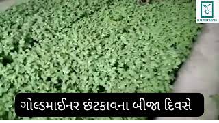 Goldminer tomato (ટામેટા- ગોલ્ડમાઈનર)