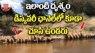 Viral Video : ఇలాంటి దృశ్యం డిస్కవరీ ఛానల్ లో కూడా చూసి ఉండరు..! || ABN Digital