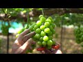 ぶどうの栽培！ぶどうが出来上がるまでの１年間に密着。how grapes are grown