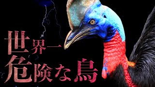 世界で最も危険な鳥「ヒクイドリ」の正体とは【飼い主も殺傷】