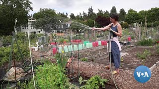Rooted in Green: Seattle Celebrates 50 years of Community Gardens | VOANews