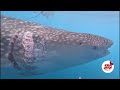 whale shark rescue by fun azul fleet safari divers