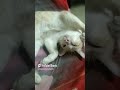 എന്റെ വീട്ടിലെ പൂച്ച catvideos like naturals