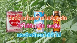 ถั่วดกแน่ติดดอกติดฝักทันใจทันราคาด้วยฮอร์โมนทำเองง่ายๆ