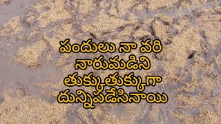 పందులు నా వరి నారుమడి ని తుక్కు తుక్కుగా దున్ని పడేసి ఉన్నాయి17-12-2023